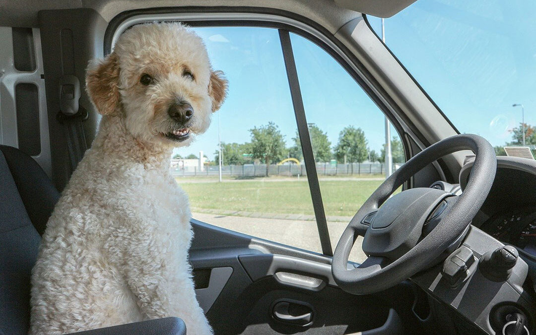 Dog driving delivery truck