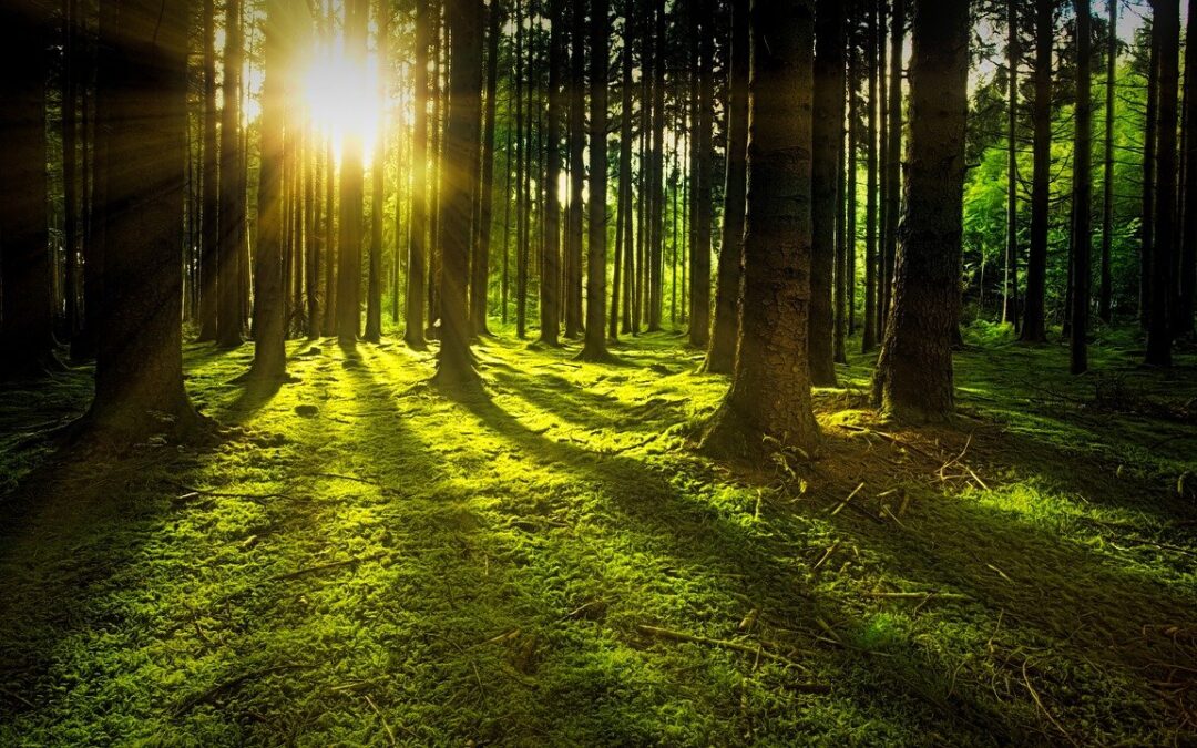 Image of sun shining through forest