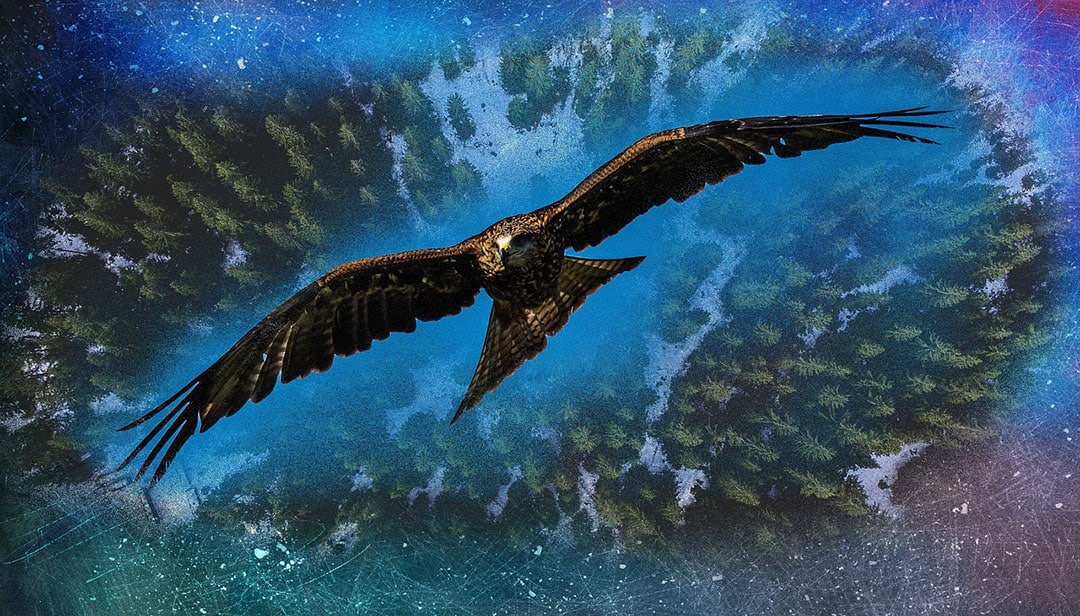 Image of bird soaring above a canopy of trees