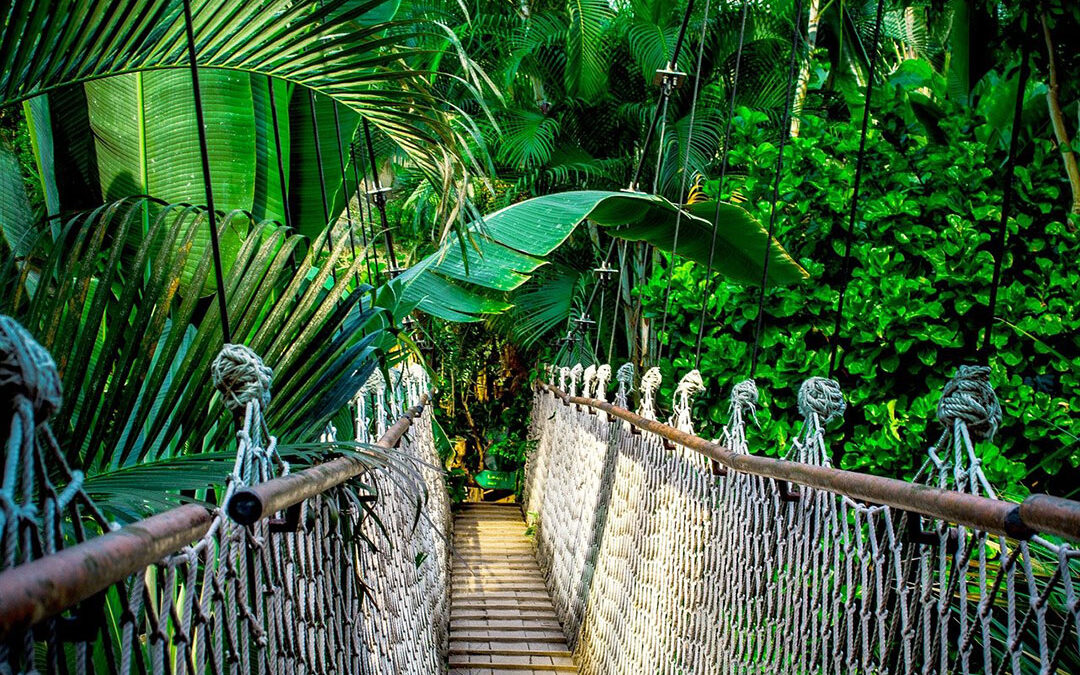 Photo of bridge leading into jungle